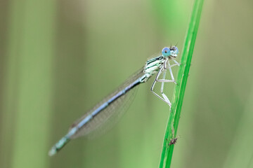 the blue dragonfly sits on a grass on a meadow
