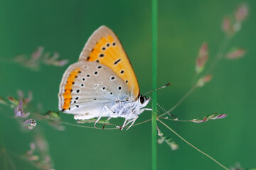 Beautiful butterfly with wings sitting on a grass