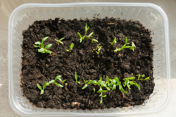 Little pepper seedlings have just emerged from the ground. Planting material for spring gardening