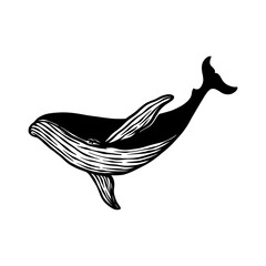 whale fish silhouette vector hand drawn