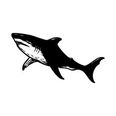 shark fish illustration draw silhouette