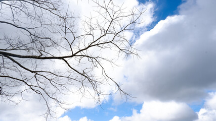 Dead Tree Branches on Clear Blue Sky Background