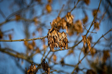 
dry maple leaves after winter
