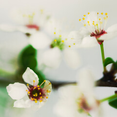 white flowers background