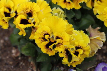 早春の花壇に咲く黄色、こげ茶色の複色のパンジーの花