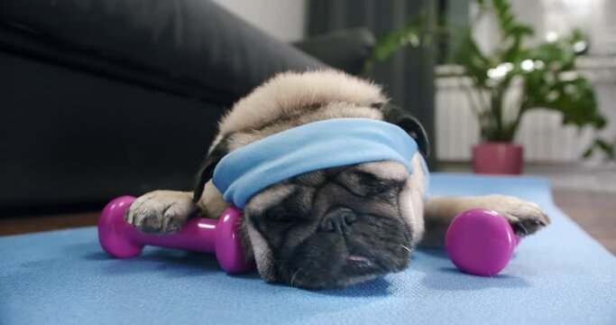Funny cute pug dog do fitness at home. Portrait. Funny lazy sport pug. Tired of sport training, lying on the mat to sleep. Funny dog sport concept