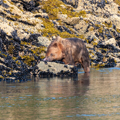 Coastal Brown Bear (Ursus arctos) searching for clams on the shore of Geographic Harbor, Katmai, Alaska