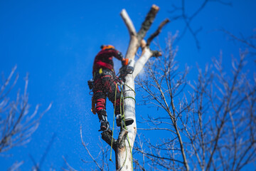 Arborist tree surgeon cutting tree branches with chainsaw, lumberjack woodcutter in uniform climbing and working on heights, process of tree pruning and sawing on top