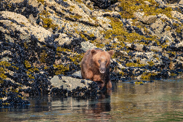 Coastal Brown Bear (Ursus arctos) searching for clams on the shore of Geographic Harbor, Katmai, Alaska