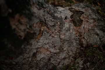 a rotten brown bark on a tree