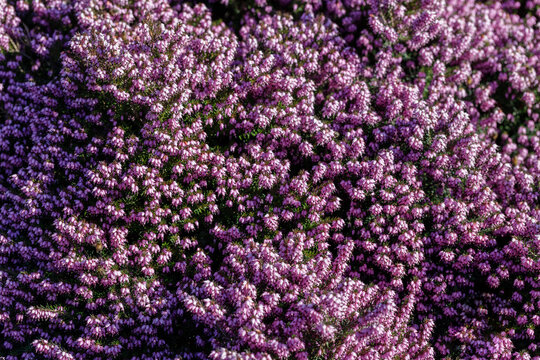 Blooming aroma purple pink heather bushes top view