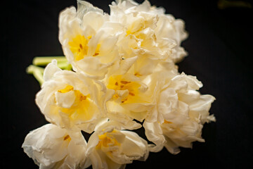 the dying beauty of white tulips
