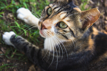 A wild cat lies on the grass.