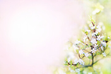 Spring cherry blossom, springtime white flowers bloom, pastel and soft floral card, selective focus, shallow DOF, toned 