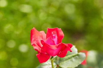Coral rose flower in roses garden. Top view.