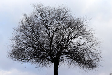 Deciduous tree in winter. Tree background.