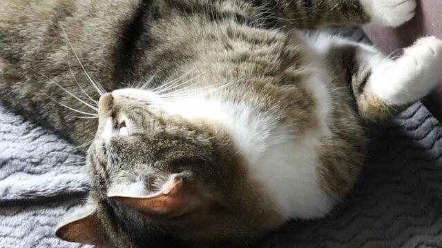 chat tigr&eacute; allong&eacute; dans un sofa