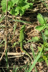 Green european lizard in the garden
