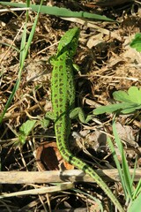 Green european lizard in the garden, closeup