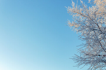 Morning winter tree branches.
