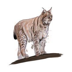 Lynx from a splash of watercolor, colored drawing, realistic. Vector illustration of paints