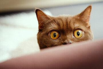 Pure breed british shorthair cinnamon - chocolate brown color cat portrait