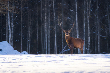 Red deer in winter forest. wildlife, Protection of Nature. Raising deer in their natural environment.