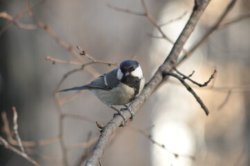 Titmouse on a tree in winter close-up