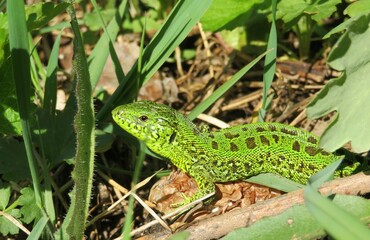 Green european lizard in the garden, closeup