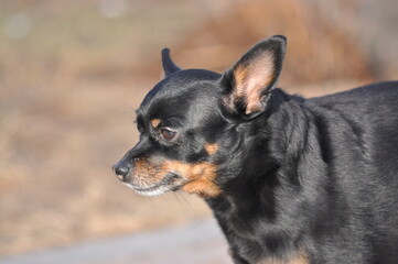 Russian Toy Terrier Looks Into the Distance