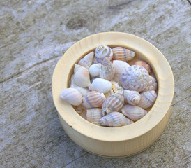 coupe en bois de coquillages de mer , décoration