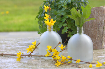 flacons décoratifs de fleur printanière de forsythia  , saisonnier