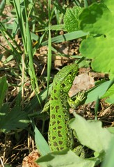 Green european lizard on grass in the garden, closeup