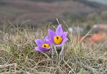 Große Kuhschelle (Pulsatilla grandis)