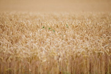 Fototapeta premium Large area with barley and wheat 