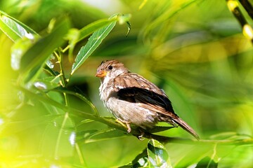 various multicolours flowers in the garden