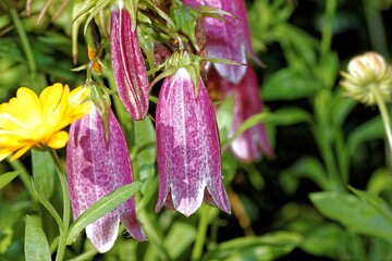 various multicolours flowers in the garden