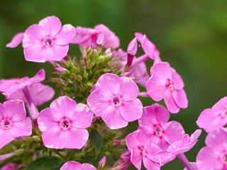 夏に咲く濃いピンクのフロックス