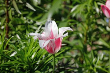 various multicolours flowers in the garden