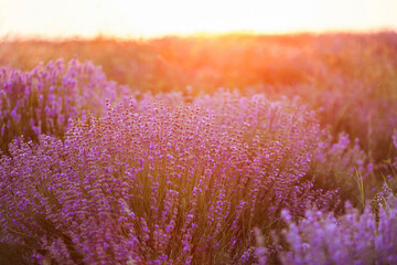 Field of lavender flowers. Sunset over lavender. Selective focus.