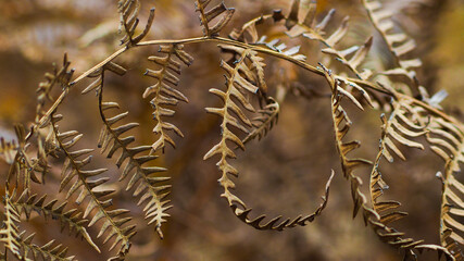 Feuilles de fougère aux teintes automnales, dans la forêt des Landes de Gascogne