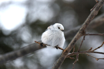 厳冬の北海道の森、囀るシマエナガ