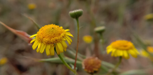 yellow dandelion flower