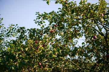 apple tree branch