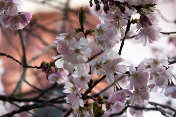 Fioritura di Prunus serrulata
