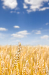 Field wheat in period harvest on background cloudy sky