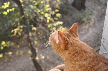 Curious red kitten looks out the window