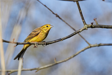 Yellowhammer (Emberiza citrinella) Beautiful yellow bird sitting on a branch, close-up	