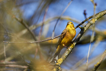 Yellowhammer (Emberiza citrinella) Beautiful yellow bird sitting on a branch, close-up	