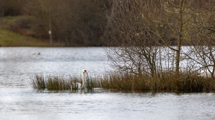 Female swan near to her nursery island. Preparing for cygnets.